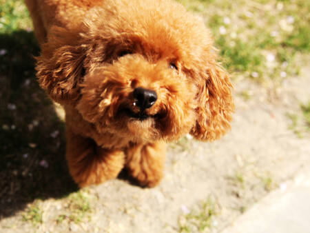 卷毛的是什么狗 泰迪是一种很聪明的卷毛狗