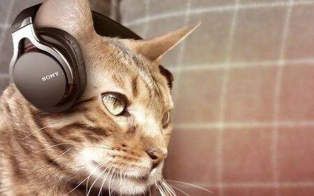 猫喜欢听什么音乐 听古典音乐时最放松
