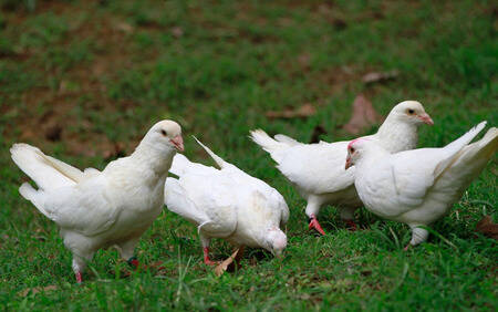 产鸽停止产蛋的原因分析 6种原因会导致