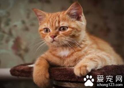 猫咪生产的全过程是什么样 分娩时间1-3小时