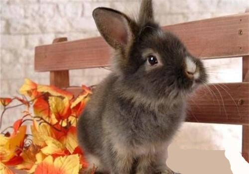 多瓦夫兔好养吗 是永远长不大的宠物兔