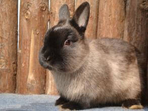 暹罗兔怎么挑选 暹罗兔是感觉丰富的一动物