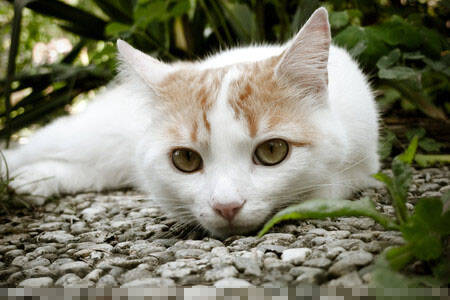 猫咪吃什么会死 不适合猫咪吃是10类物质