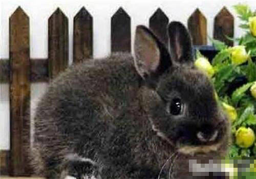 多瓦夫兔吃什么 6个月以下的兔子吃牧草