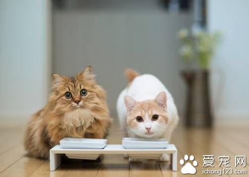 猫咪的食具如何选择 结实较沉不易打碎的