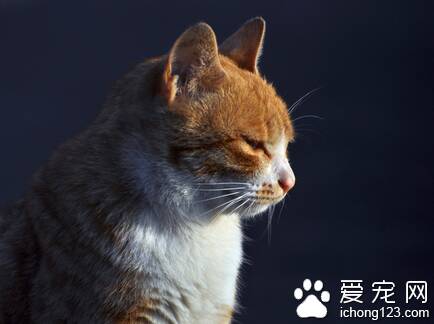 猫咪的毛色有哪些 猫常见烟色系有3种