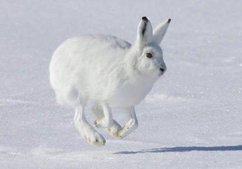 北极兔吃什么 以苔藓植物树根等食物为食