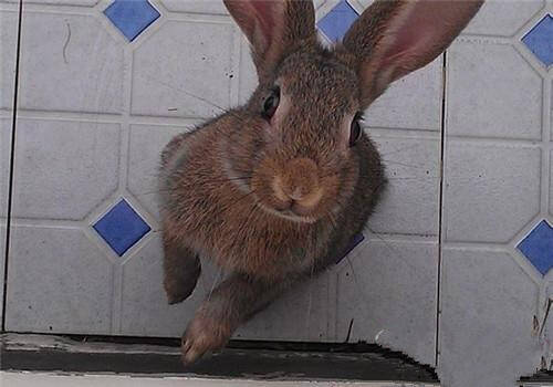 灰栗兔怎么挑选 灰栗兔的皮毛非常舒适