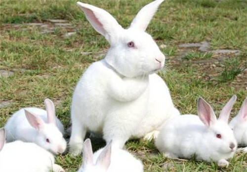 新西兰兔怎么挑选 是否健康可以看眼睛