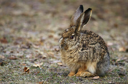 灰尾兔好养吗 以小灌木的嫩枝叶和树皮为食