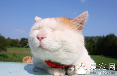 夏天养猫要注意什么 谨防猫咪中暑