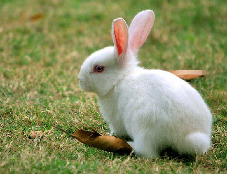 中国白兔怎么挑选 对外界环境的适应能力好