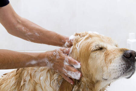 能用沐浴露给狗洗澡吗 可选宠物专用的