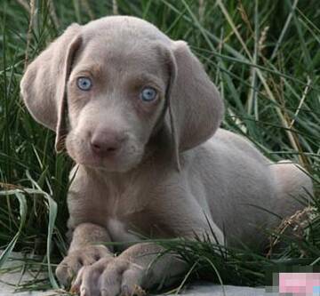 魏玛犬吃什么 幼犬不能一次吃太多食物