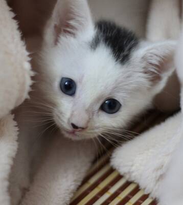 小猫能吃火腿肠吗 高盐分食物不能喂食