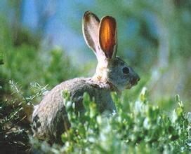 塔里木兔怎么养 是塔里木盆地的特有种