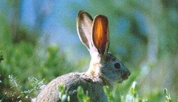 塔里木兔怎么挑选 有一对大大的耳朵
