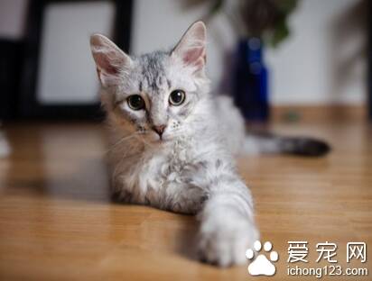 三个月大的小猫吃什么 可喂食天然猫粮