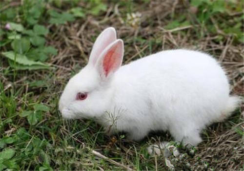 中国白兔好养吗 在我国饲养历史最悠久