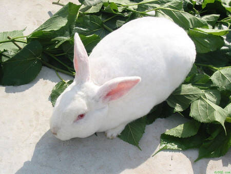 新西兰兔养殖 加强种兔选育坚持自繁自养