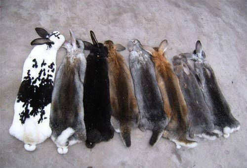 獭兔毛和兔毛的区别 不容易脱光的是獭兔毛