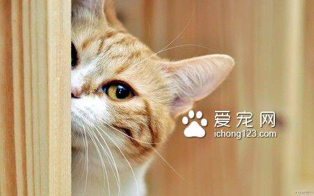 猫吃了蟑螂药会死吗 猫最好不要吃蟑螂