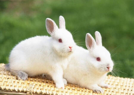 大耳白兔怎么养 大耳白兔都是草食性动物