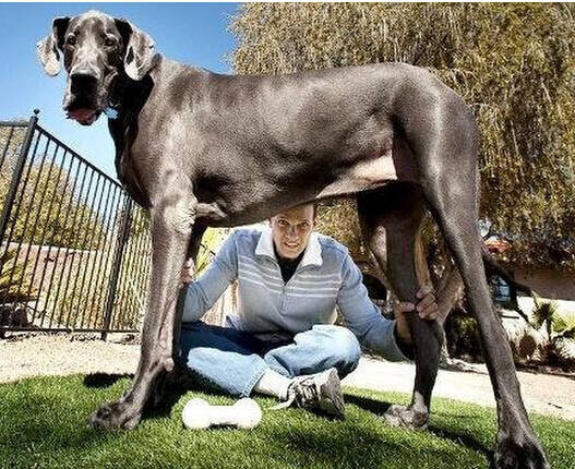 最大的狗是什么品种 体型最大而且以凶悍而著称