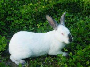 大耳白兔价格 一般在90～200元之间