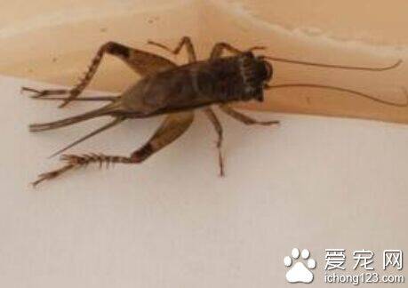 蟋蟀喜欢吃什么 喂高蛋白的东西会使它长得好点