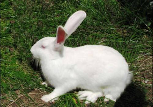日本大耳兔喂什么饲料 可以喂食粗饲料