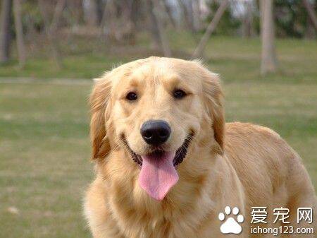 什么狗最温顺聪明 金毛是一种很温顺的狗狗
