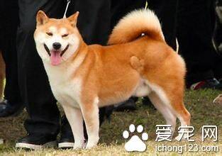 秋田犬售价 秋田犬饲养上需要注意的事项