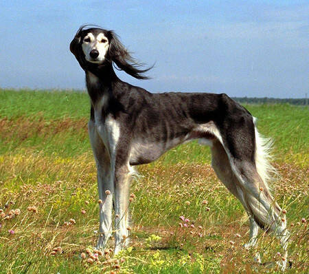 哮天犬是什么狗 是中国特有的传统猎犬