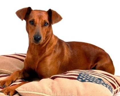德国宾莎犬的养护常识 该犬美容小技巧
