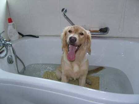 为什么狗不爱洗澡 狗狗喜欢自己的体味