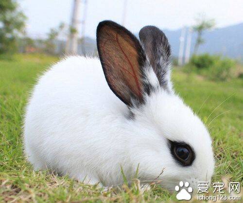 兔子是什么动物 兔子是哺乳类的动物