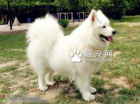 银狐犬吃什么狗粮 幼犬还是以母乳为主