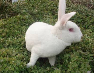 獭兔怎么饲养 先了解它的性格及生活习性