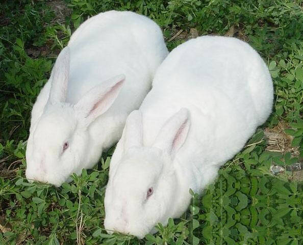 獭兔预混料 补充维生素提高仔兔成活率
