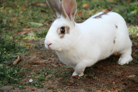 云南花兔怎么养 为其提供合理的生活环境