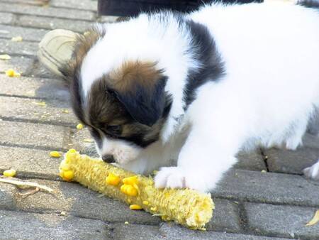 狗可以吃玉米吗 最好是弄碎了给狗狗吃