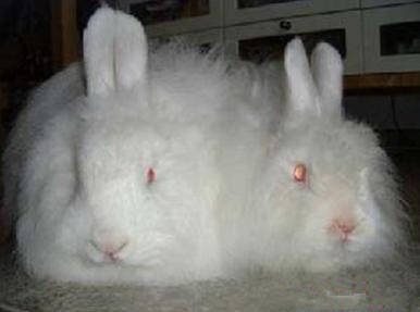 法国安哥拉兔怎么挑选 是一个毛用兔品种