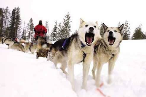 拉雪橇的狗是什么狗 阿拉斯加犬或哈士奇