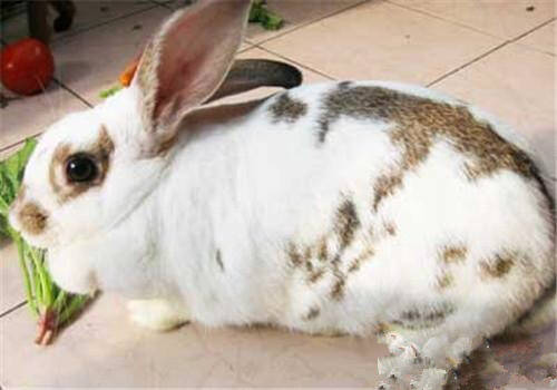 维兰特兔长多大 能长到体重6.5~10公斤