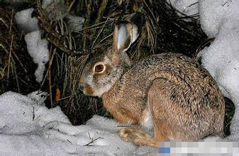 塔里木兔好养吗 是典型的荒漠地带物种