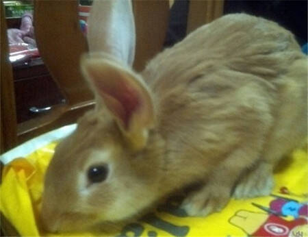 柏鲁美路兔怎么养 喝不干净的水易拉肚子