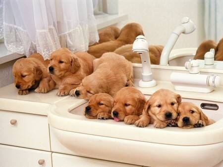 狗用什么洗澡好 建议使用宠物专用的浴液