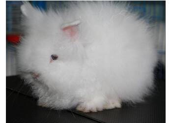 怎么训练洁西伍莉大小便 切忌对其打骂