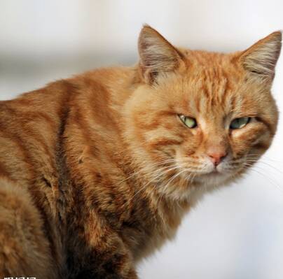 猫能吃芝士蛋糕吗 最好是不要喂食